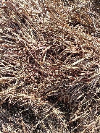 જુવાર ની નિરણ વેચવા ની છે