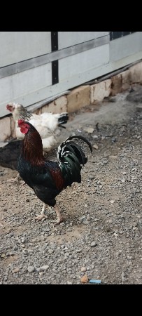 murgha murghi vech vana che