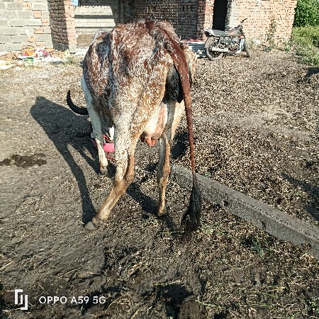 ગાય વેચવાની છે વીયાસેહવે