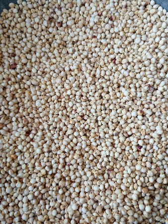 ઘેડ ની  ગુંધરી જુવાર