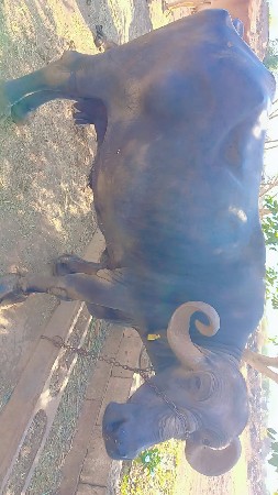 જાફરાબાદી ભેંસ વેચવાની છે