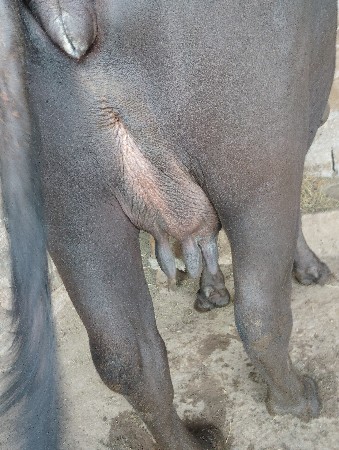 ભેસ વેચવાની છે