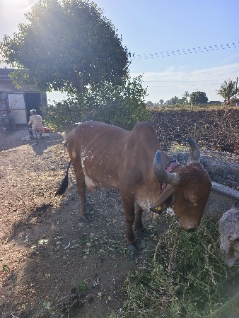 थंबनेल 2