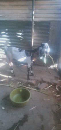 બકરી વેચવાની છે