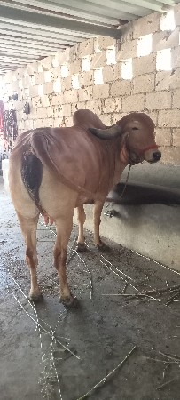 વેસવાની છે