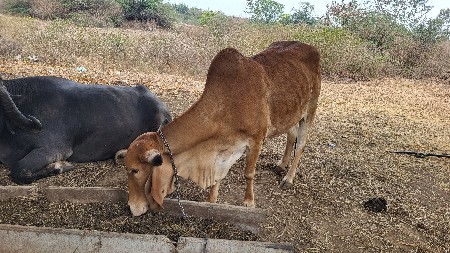 બઘી જવાબદારી