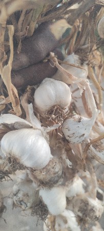 લસણ વેચવાનું છે