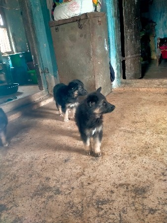 ઝરમર સફર ડોગ ડબલ કોટ