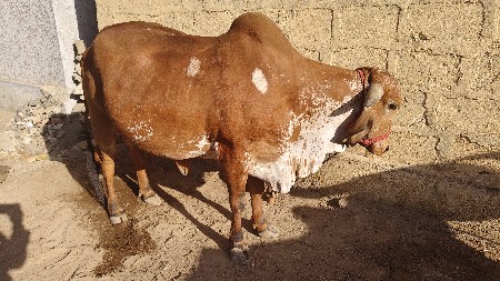 ગાય વેચવાની છે