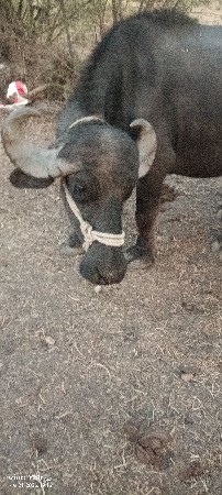 थंबनेल 2