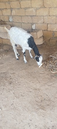 આ બકરી બકરો વેચવાનો છે