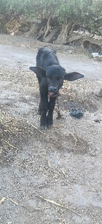 થંબનેલ 3