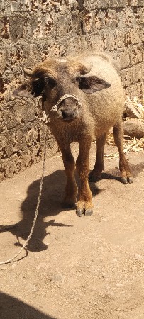 બે પાડા વેચાવ