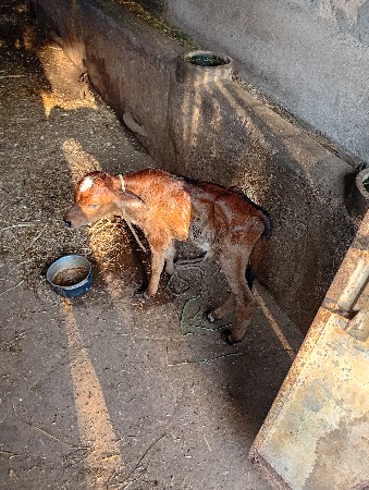 ગાય દેવાની છે