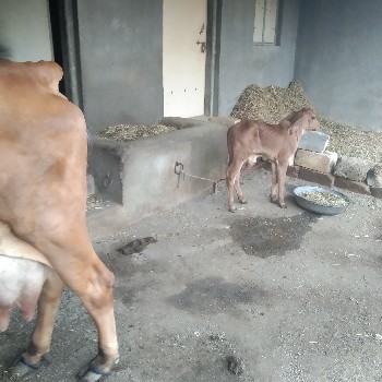 थंबनेल 3