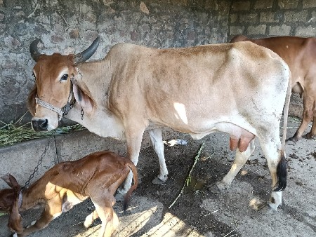 थंबनेल 2