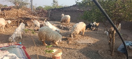 ઘેટા બકરા લેવા માટે મળો