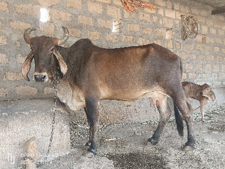 ગાય વેચવા ની છે