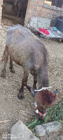 પાડો વેચવાનો સે
સાવ સોજો સે