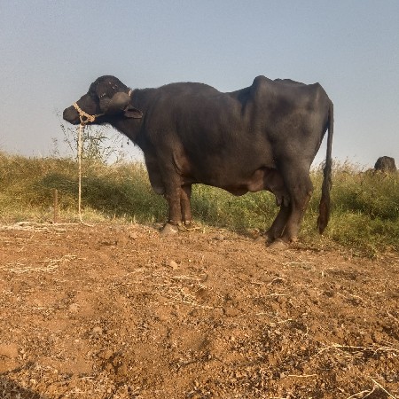 थंबनेल 2