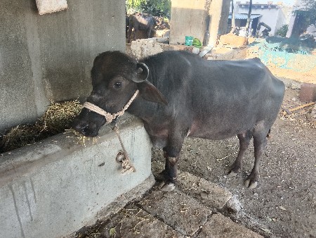 ખળેલી વેસવા નીસે પેલું વેતર