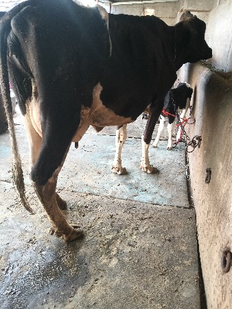 આ ગાય વેચવાની છે