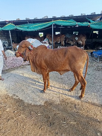 थंबनेल 2