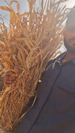 જુવાર ની નિર્ણ