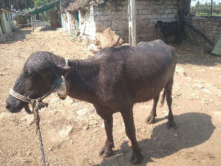 વેચવાની છે