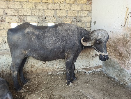 ભેંસ વેચવાની છે