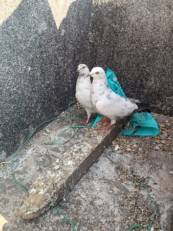 કબુતર વેચવા ના છે