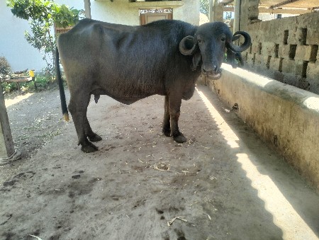 ખડેલી વેસવાની સે