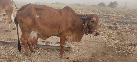પ્યોર ગીર ગાય વેચવાની છે