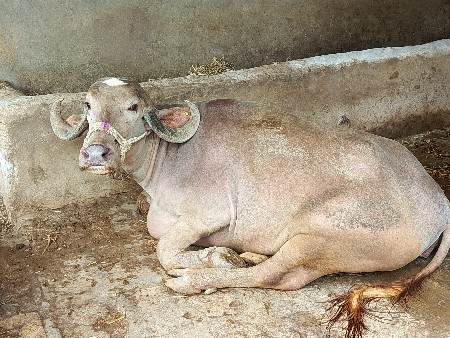 વેચવાની છે.