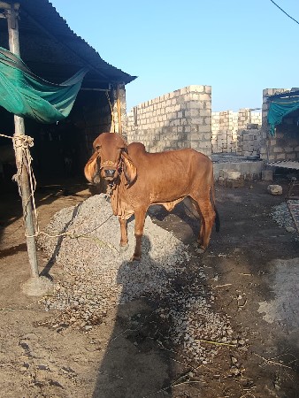 थंबनेल 2