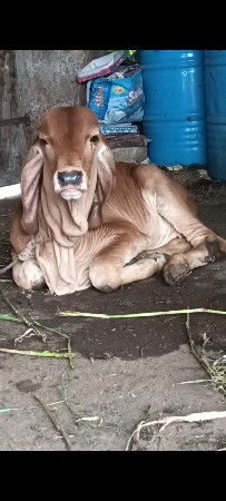 ગાય વેચવાની છે