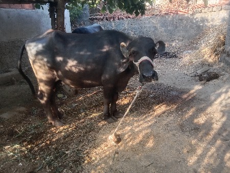 ભેંસ વેચવાની છે