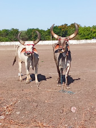 જવાબદારી ફૂલ જવાબદારી વેચવાના છે