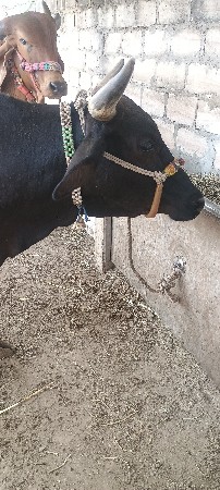 ગાય વેચવાની છે