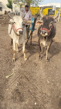 ગામ કોટડા સાંગાણી