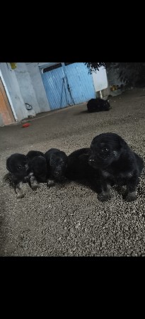 જર્મન શેફર્ડ કુતરુ છે તેના ગલુડા