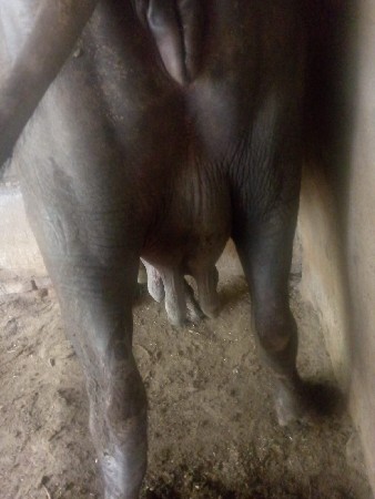 ભેંશ ગાભણ છે દુધ કરે છે