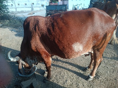 ગાય વેચવાની છે