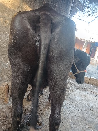 थंबनेल 3