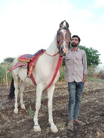 મુડી લાલ 3 ગલ સે