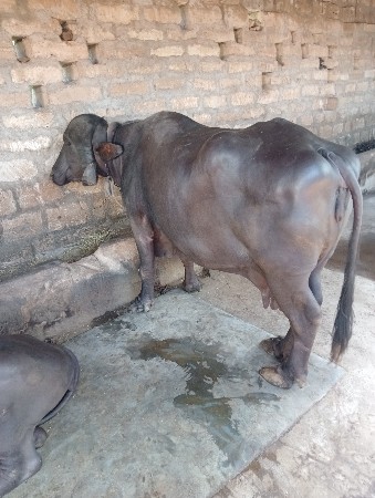 વેચવાની છે વધાવી