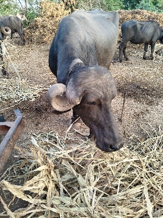 વેચવાની છે