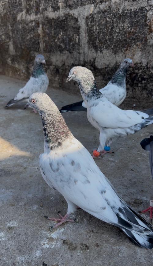 थंबनेल 2