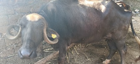 ભૅસ વૅચવાની છૅ