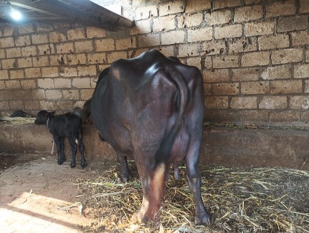 આ ભેસ વેચવાની છે